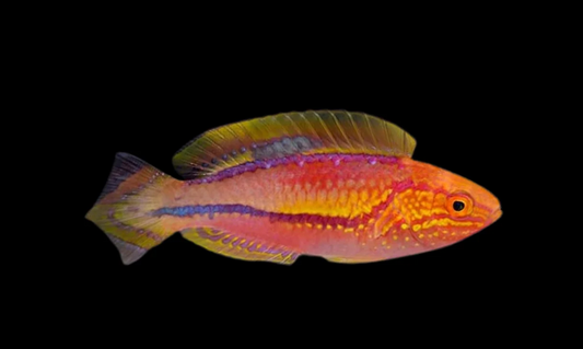 Pintail Fairy Wrasse