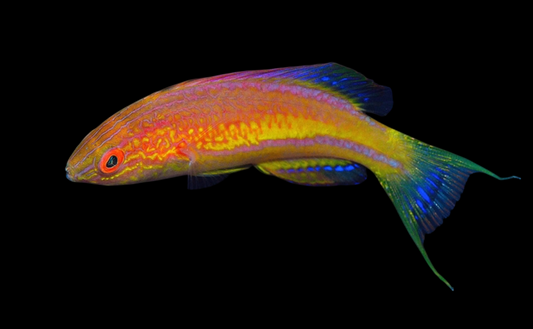 Squire's Fairy Wrasse