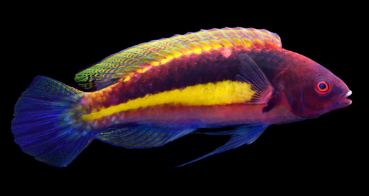 Yellow Band Fairy Wrasse