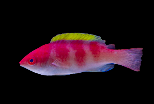 Yellow Fin Fairy Wrasse