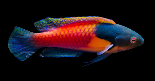 Yellow Flanked Fairy Wrasse