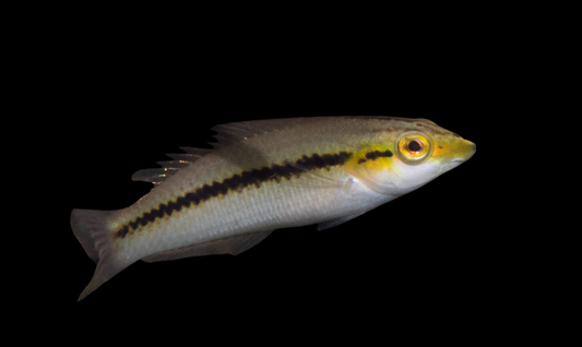 Zig-Zag Wrasse