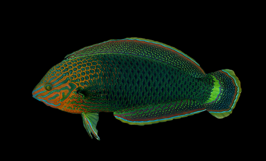Dusky Wrasse