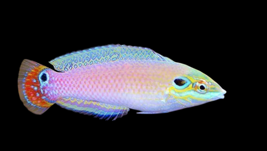 Earmuff Wrasse