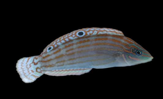 Adorned Wrasse
