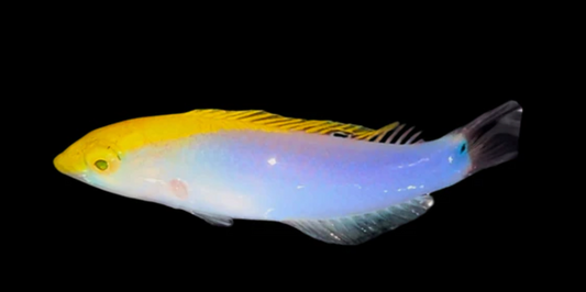 Lightning Wrasse