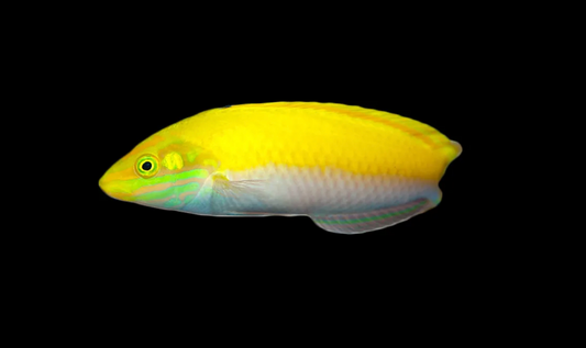 Canarytop Wrasse
