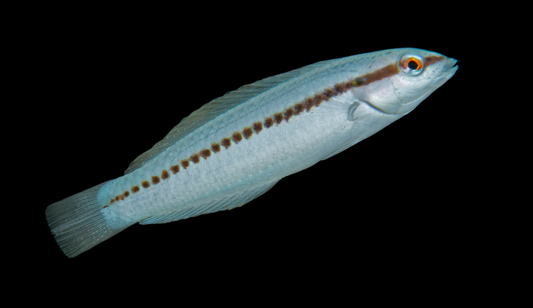 Slippery Dick Wrasse