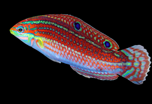 Christmas Wrasse