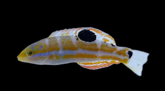 Puddingwife Wrasse