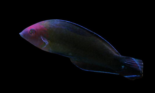Redhead Wrasse