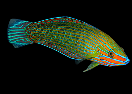 Richmond's Wrasse