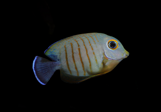 Mimic Eibli Tang
