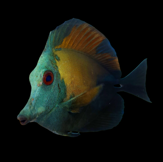 Blueface Koi Tang