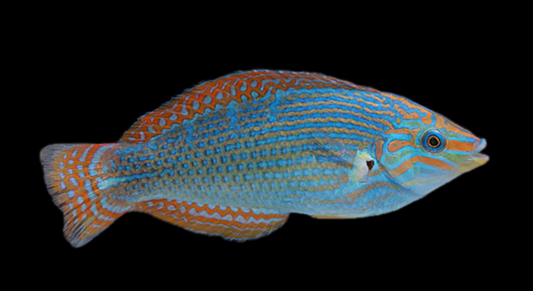 Vrolik's Wrasse