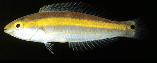 Pelicieri Wrasse