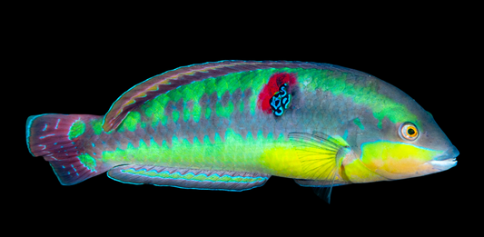 Wounded Wrasse