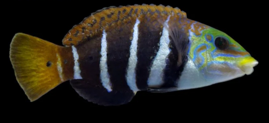 Thicklip Wrasse
