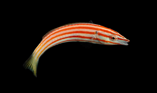 Red Cigar Wrasse