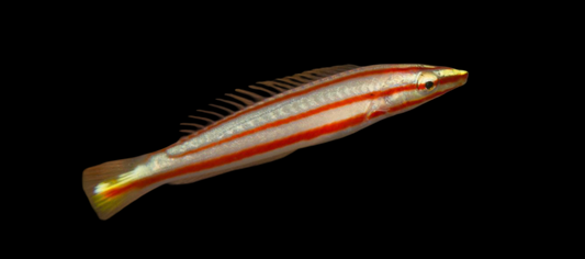Pastel Ring Wrasse