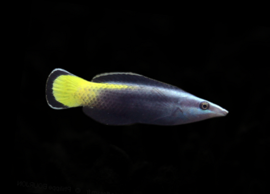 Bi-Color Cleaner Wrasse