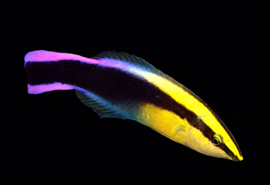 CB Hawaiian Cleaner Wrasse