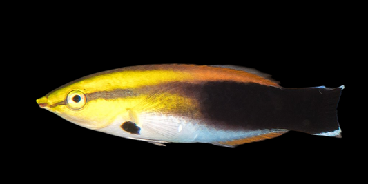 Pectoralis/Blackspot Cleaner Wrasse