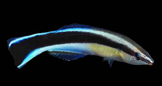 Common Cleaner Wrasse