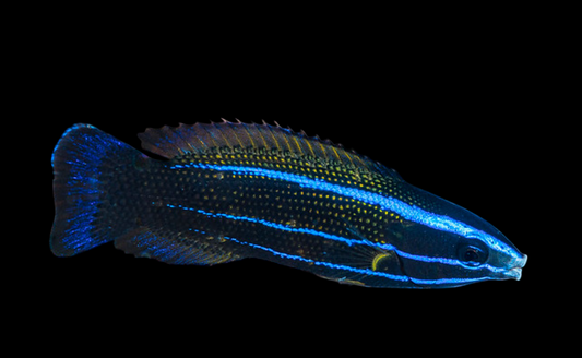 Red-Sea Cleaner Wrasse