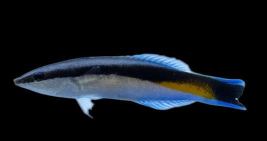 Yellow Patch Cleaner Wrasse