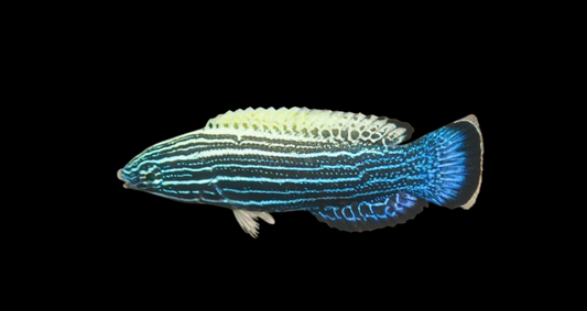 Comet Wrasse