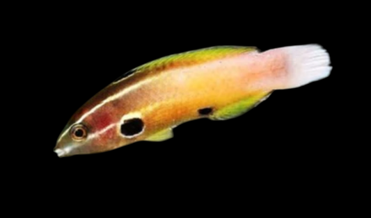 Pikachu/Allen's Wrasse