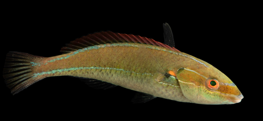 Shoulder-Spot Wrasse