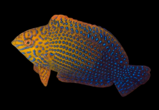 Potter's Leopard Wrasse