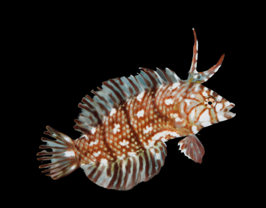 Dragon Wrasse