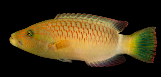 Ringtail Maori Wrasse