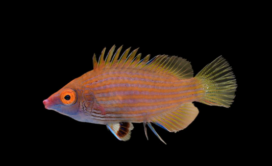 Pink Streaked Wrasse