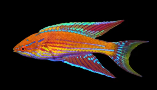 Angular Flasher Wrasse