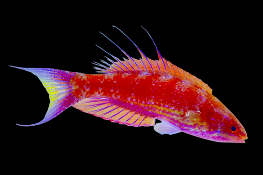 Bell's Flasher Wrasse