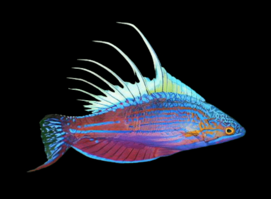 Blue Flasher Wrasse