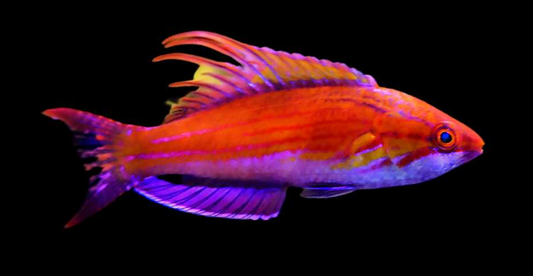 Carpenter's Flasher Wrasse