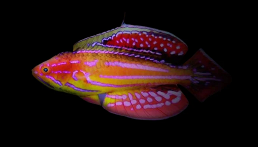 Diamond Tail Flasher Wrasse