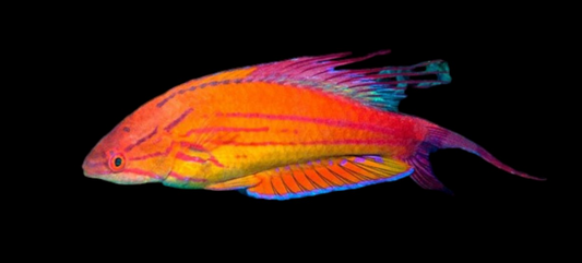 Filamented Flasher Wrasse