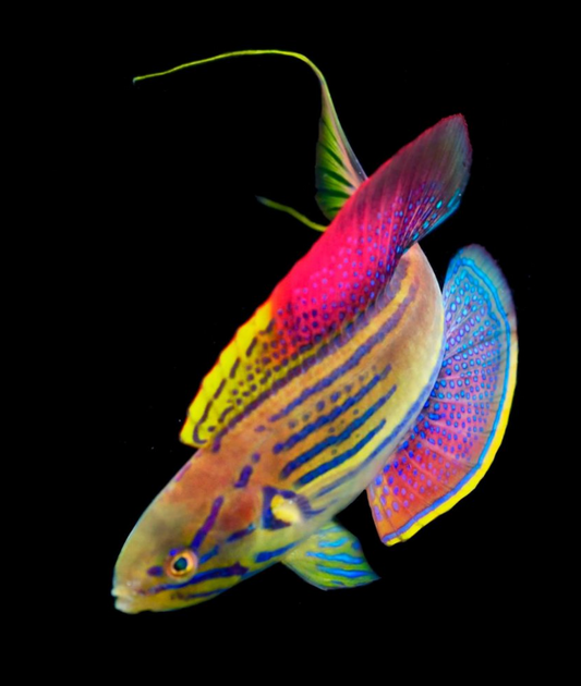 Madagascar Flasher Wrasse