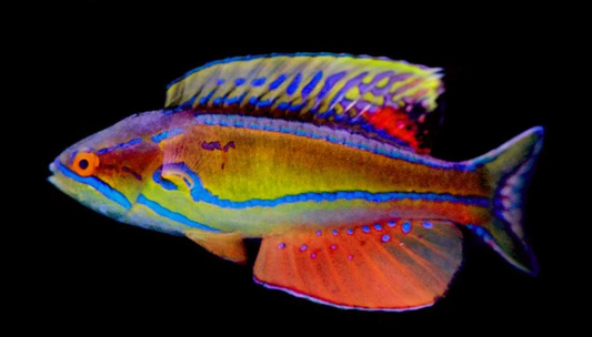 Mauritius Flasher Wrasse