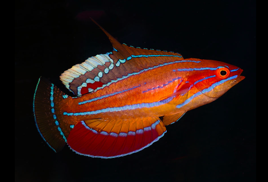 McCosker's Flasher Wrasse