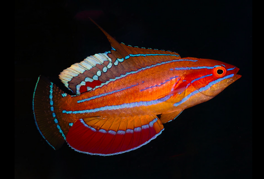 McCosker's Flasher Wrasse