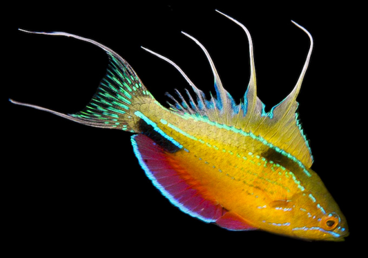 Nursalim Flasher Wrasse