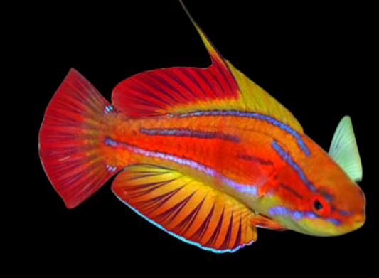 Redtail Flasher Wrasse