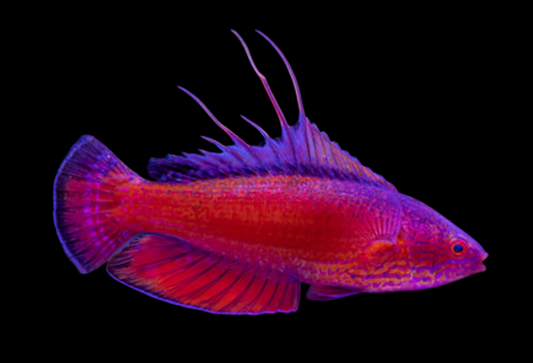 Line-Spot Flasher Wrasse